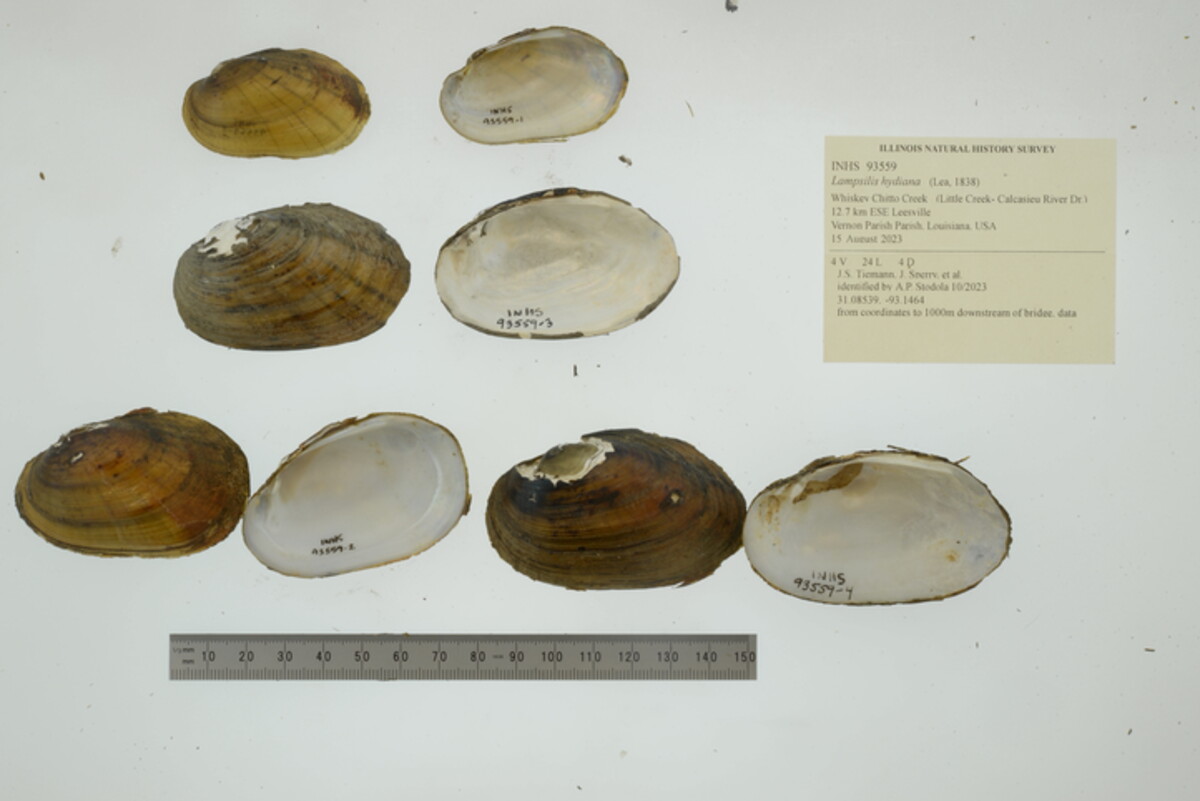 Lampsilis hydiana image