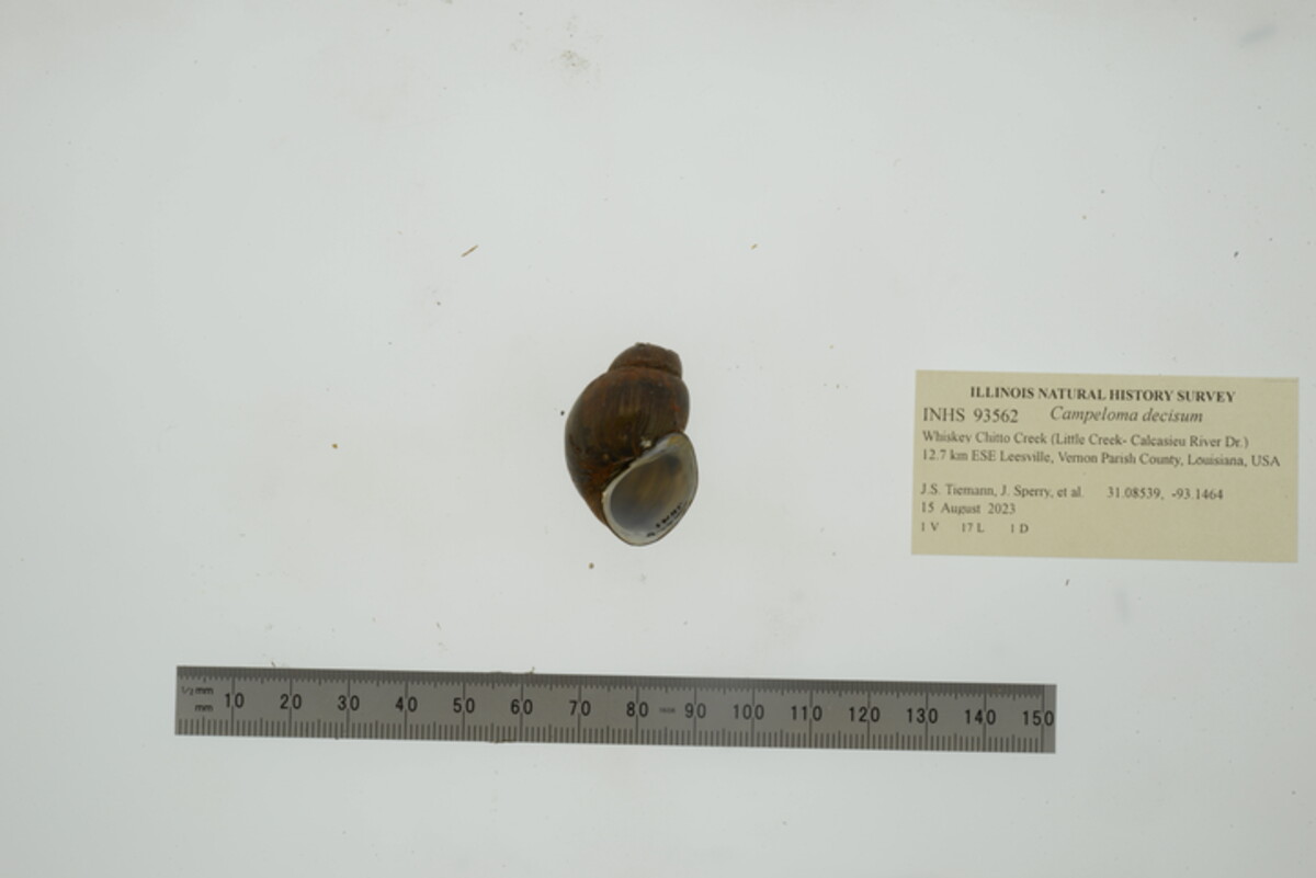 Campeloma decisum image