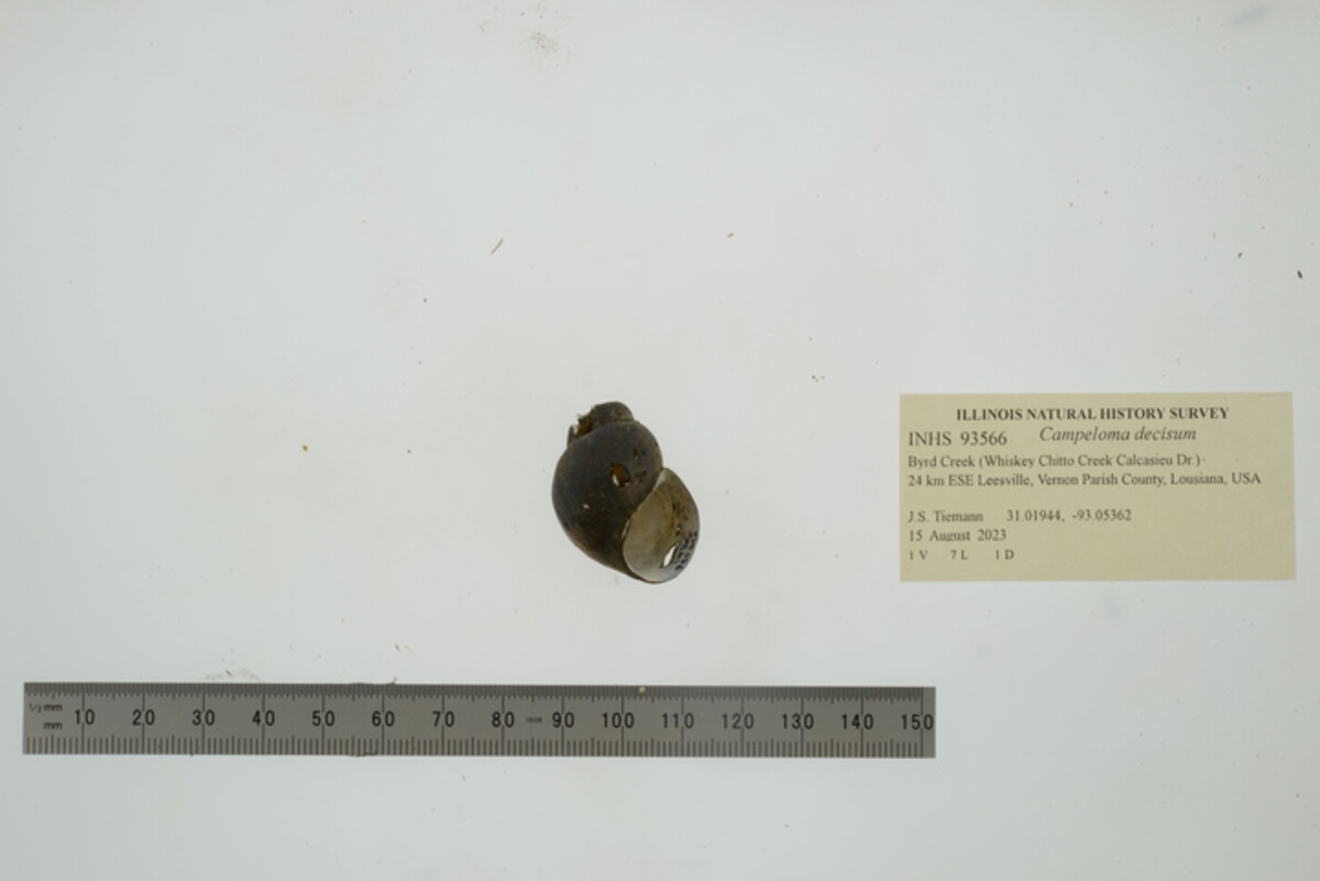 Campeloma decisum image