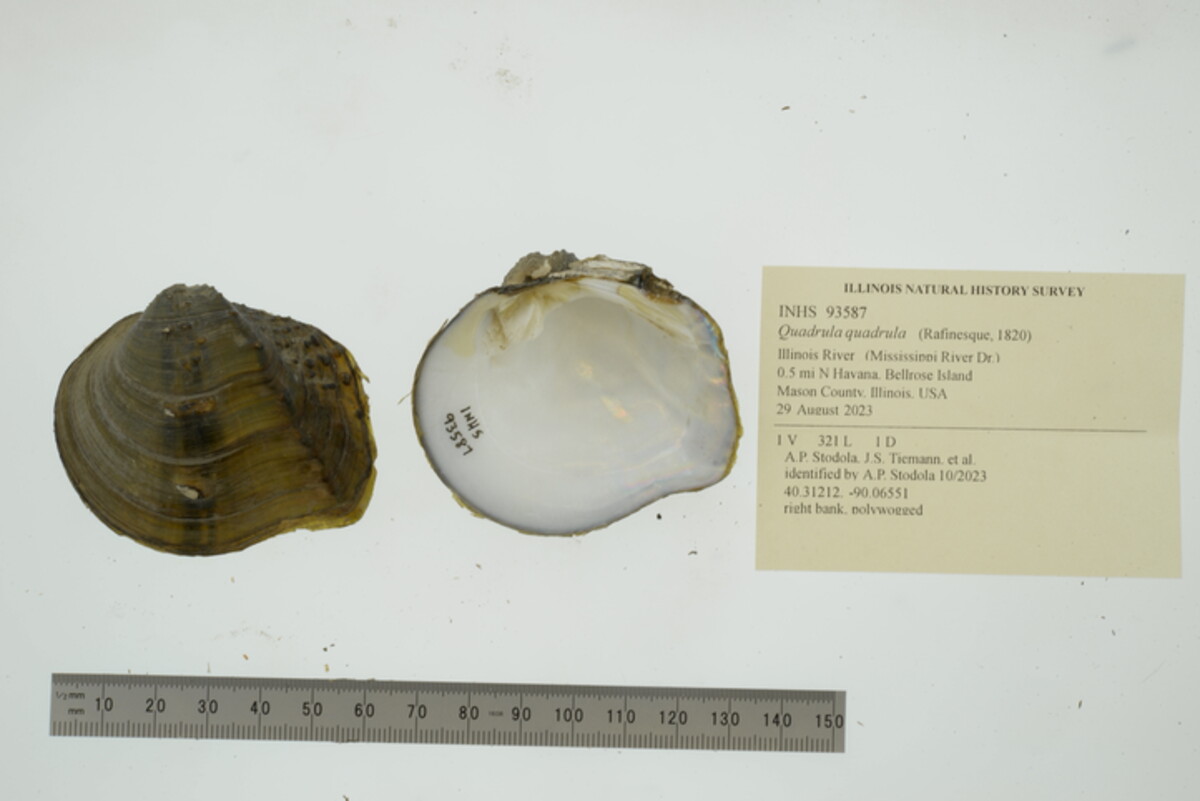 Quadrula quadrula image