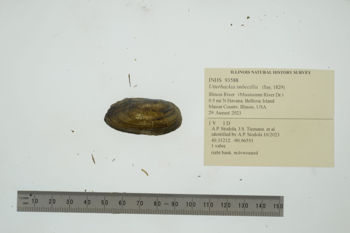 Utterbackia imbecillis image