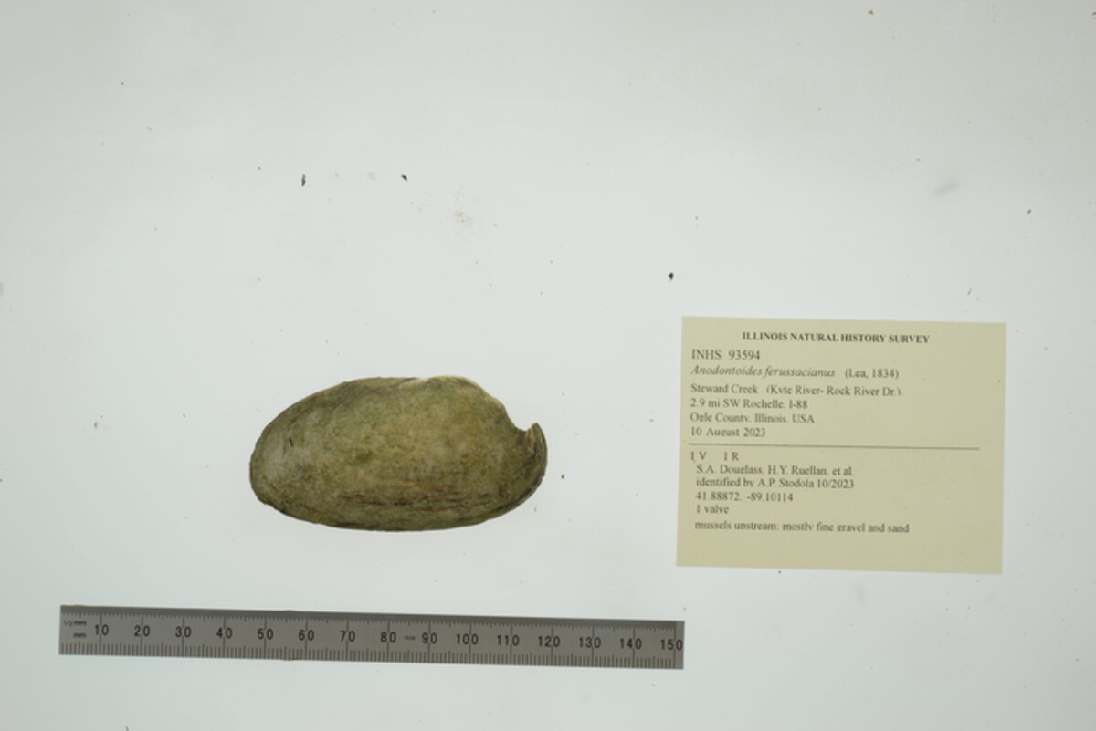 Anodontoides ferussacianus image