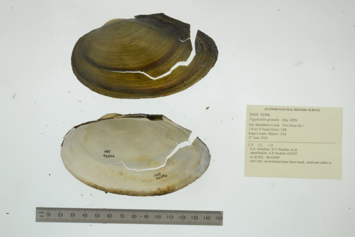 Pyganodon grandis image