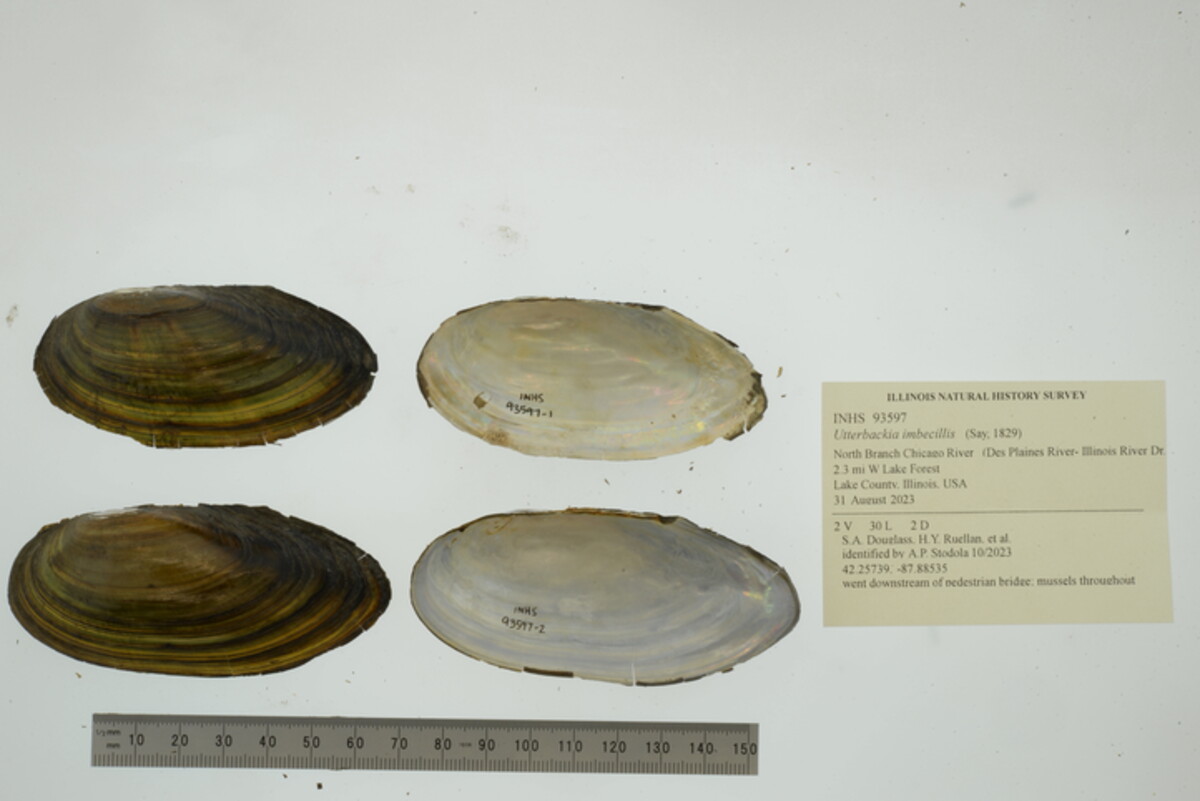 Utterbackia imbecillis image