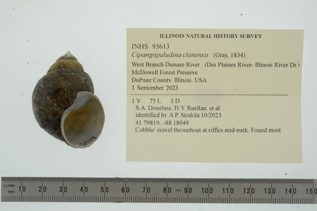 Cipangopaludina chinensis image