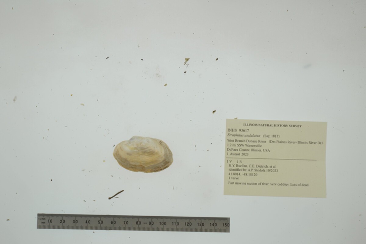 Strophitus undulatus image