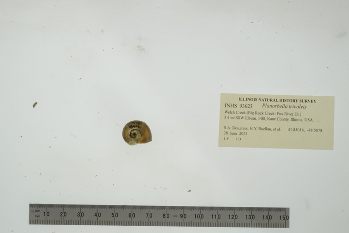 Planorbella trivolvis image