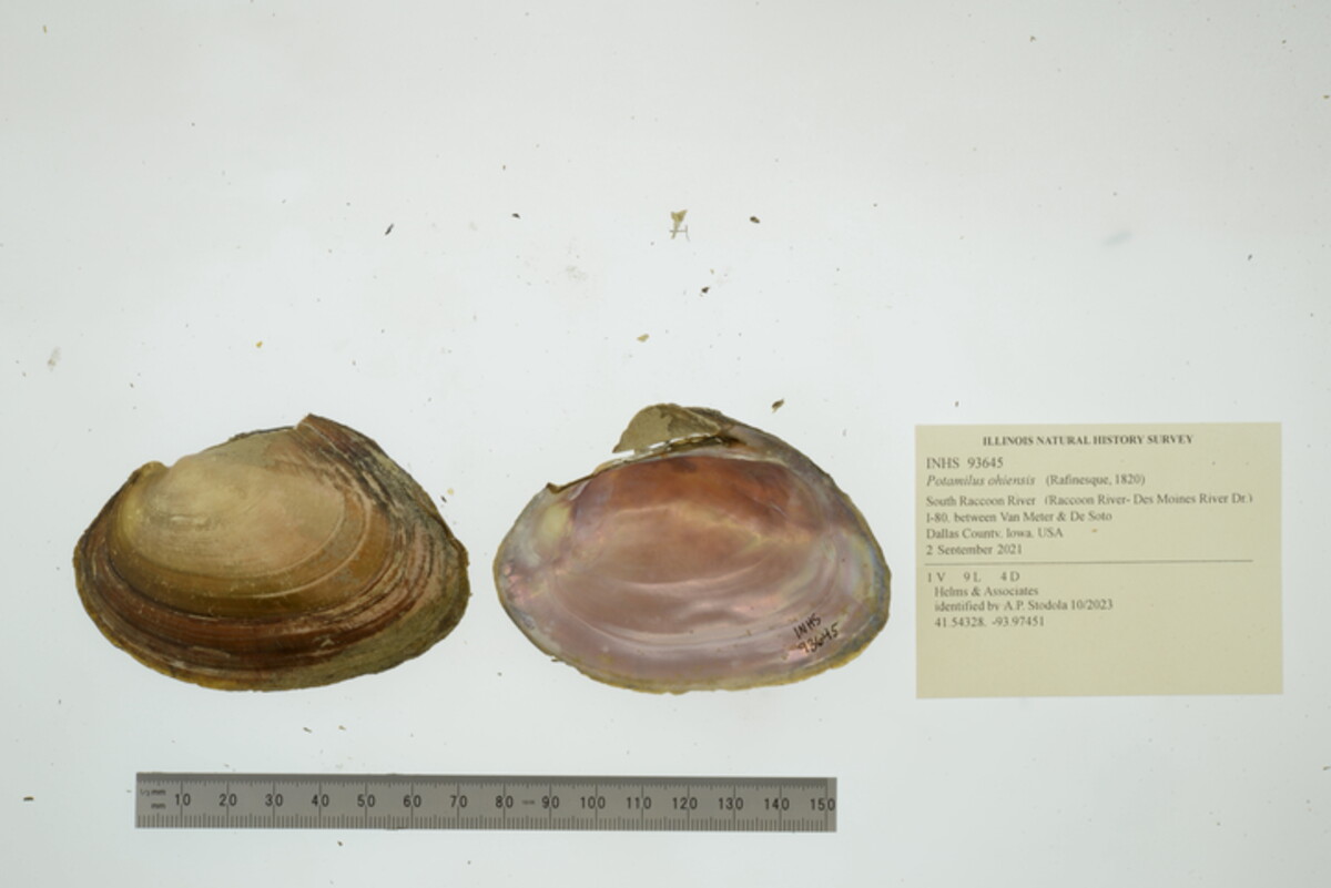 Potamilus ohiensis image