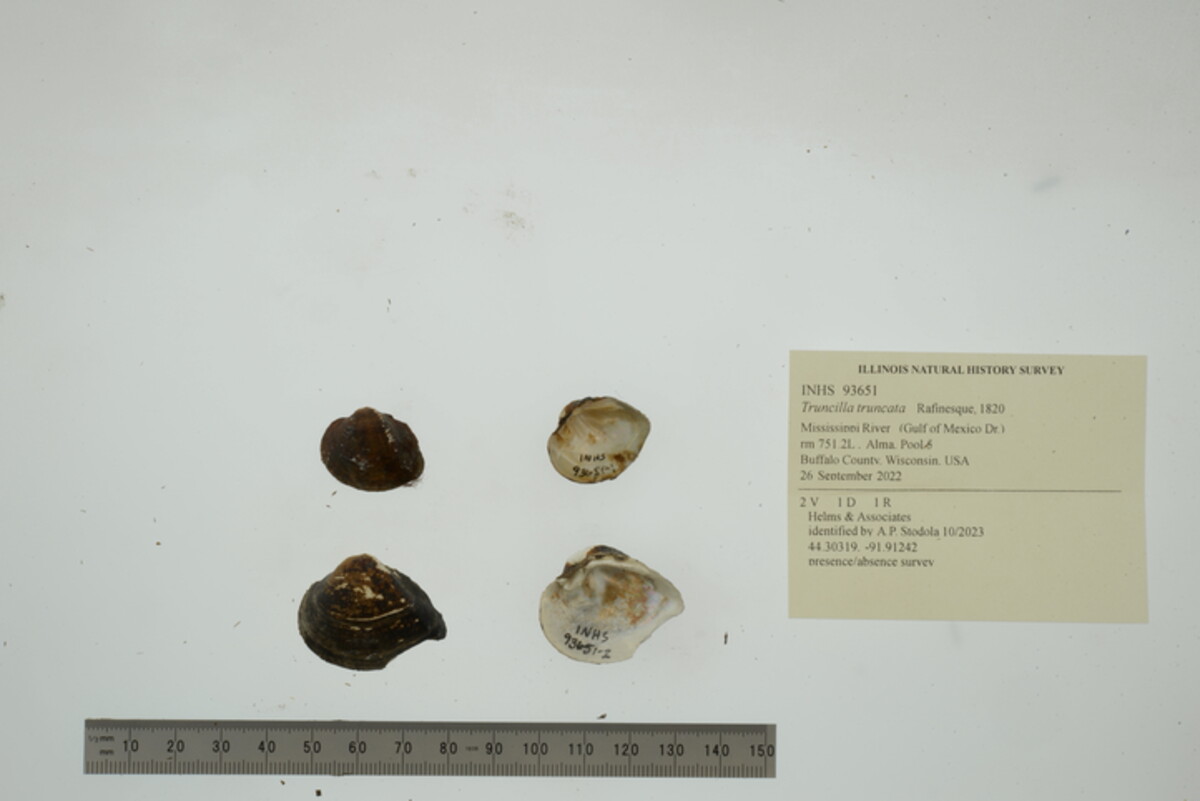 Truncilla truncata image