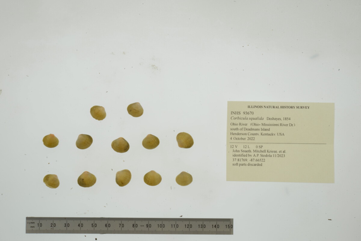 Corbicula squalida image