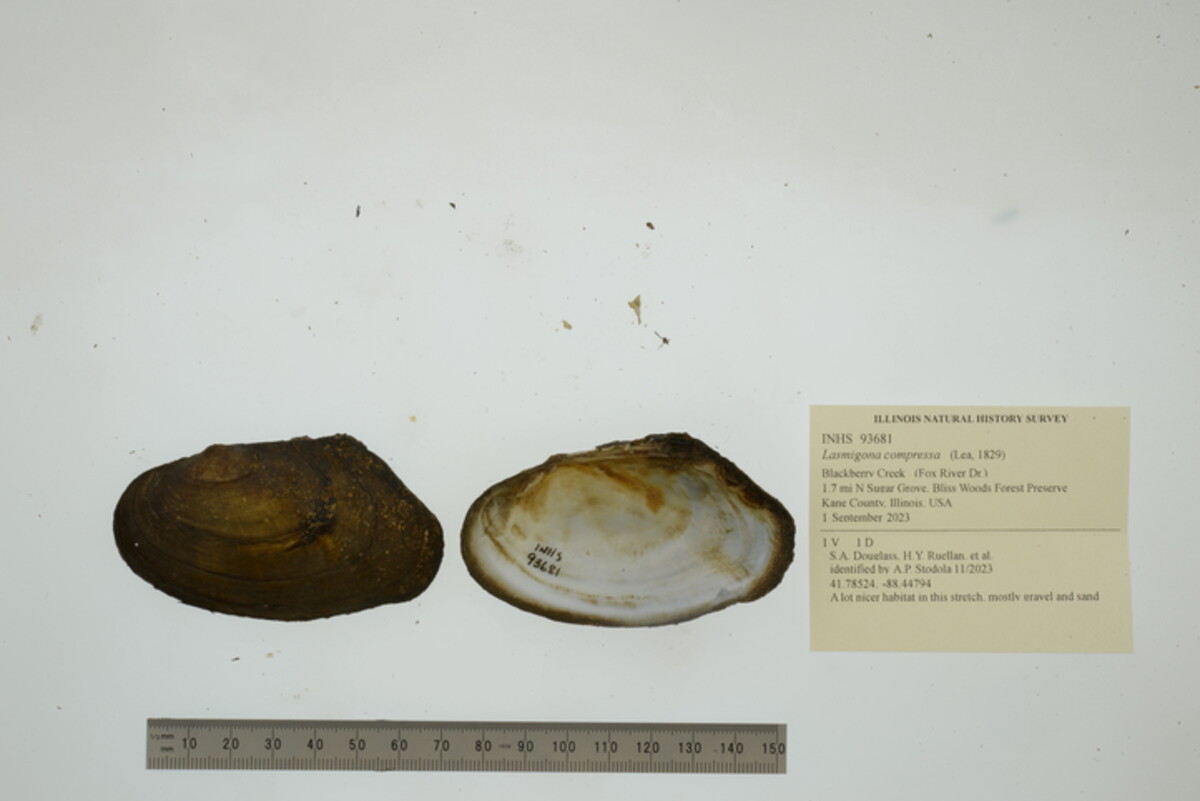 Lasmigona image