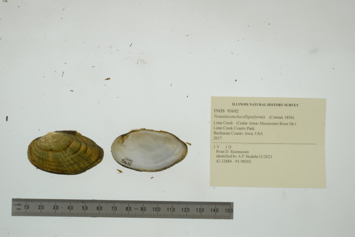 Venustaconcha ellipsiformis image