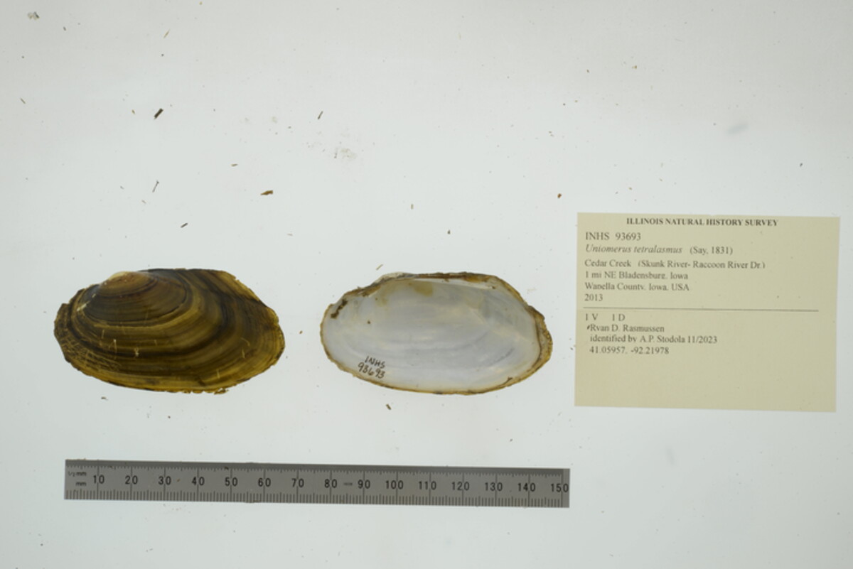 Uniomerus tetralasmus image