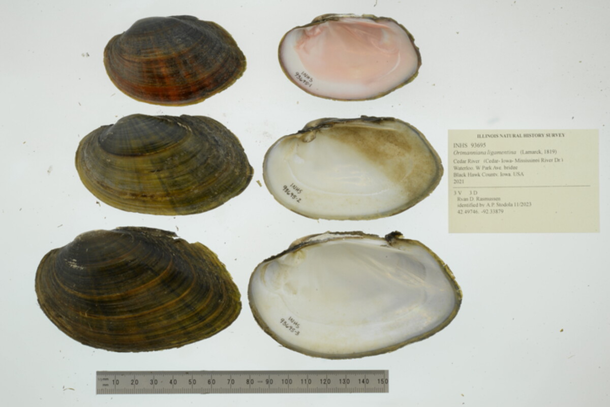 Ortmanniana ligamentina image