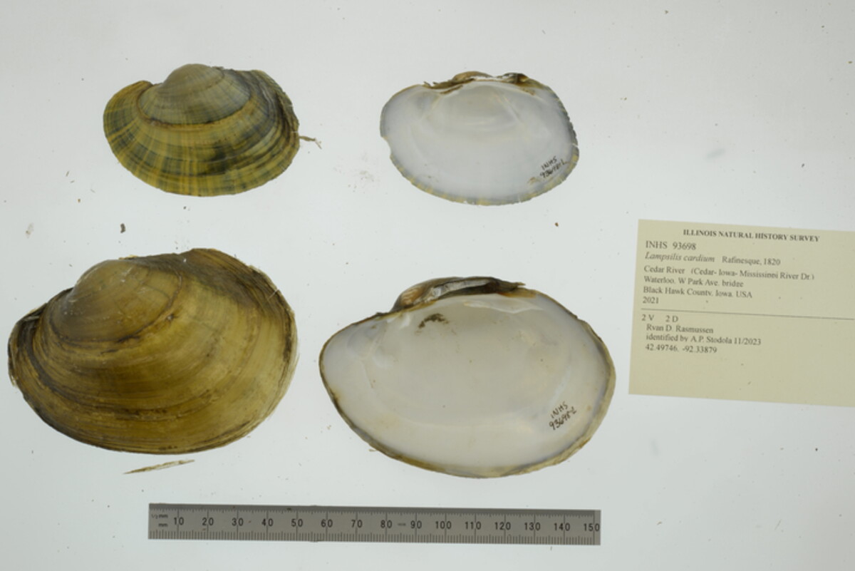 Lampsilis cardium image