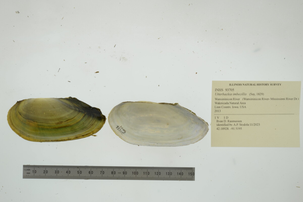 Utterbackia imbecillis image