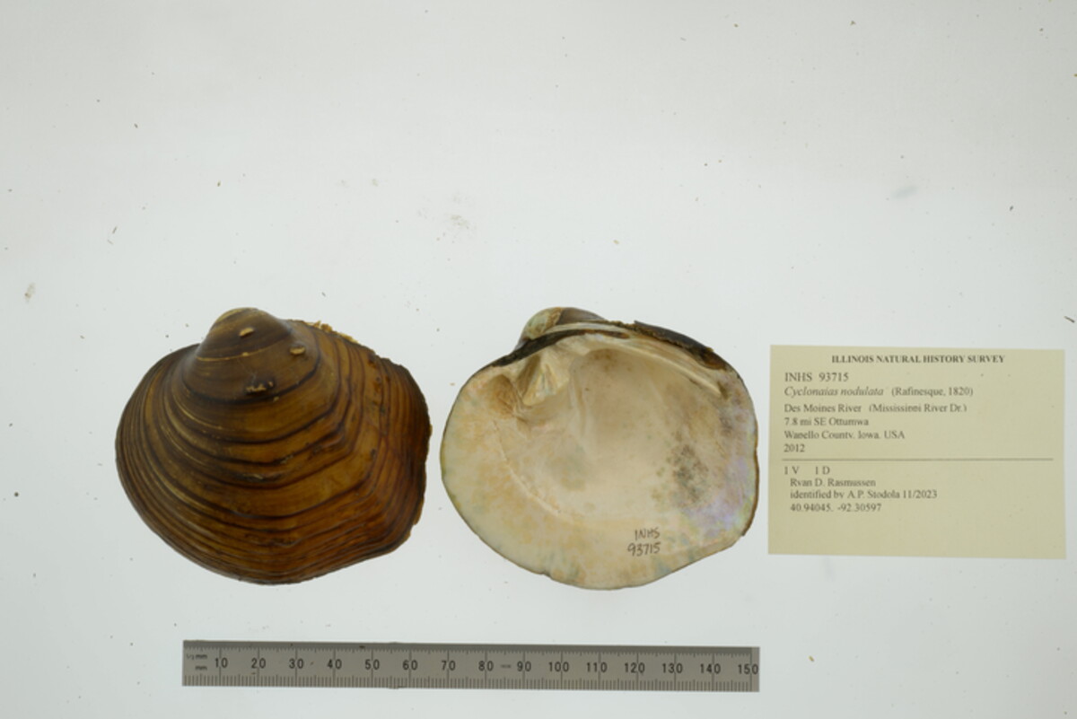 Cyclonaias nodulata image
