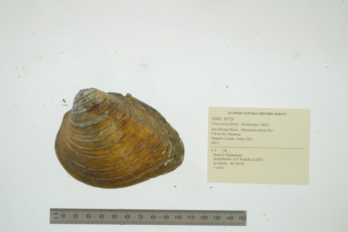 Fusconaia flava image