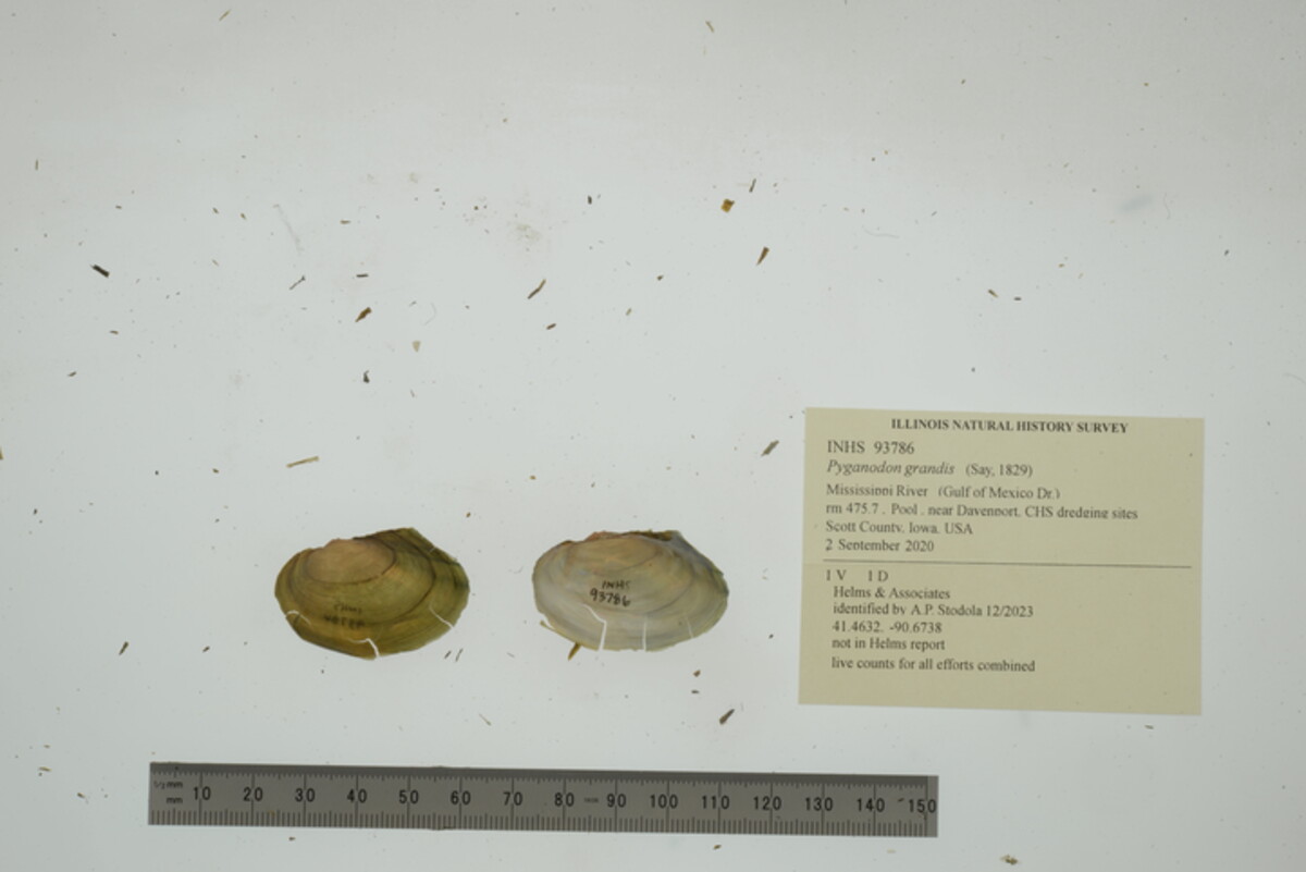 Pyganodon grandis image