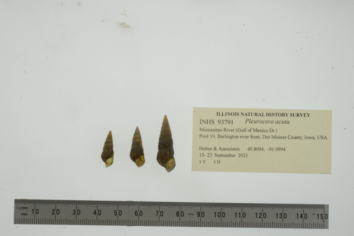 Pleurocera acuta image