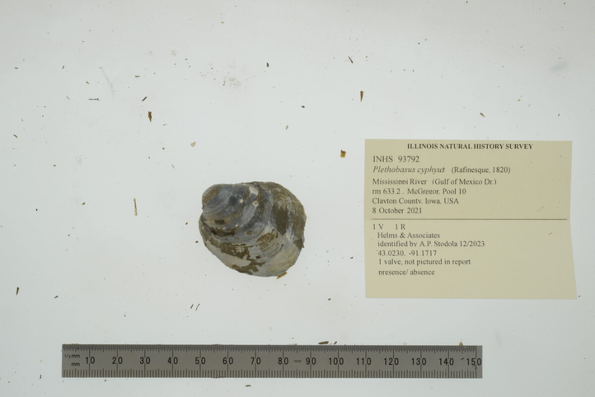 Plethobasus cyphyus image
