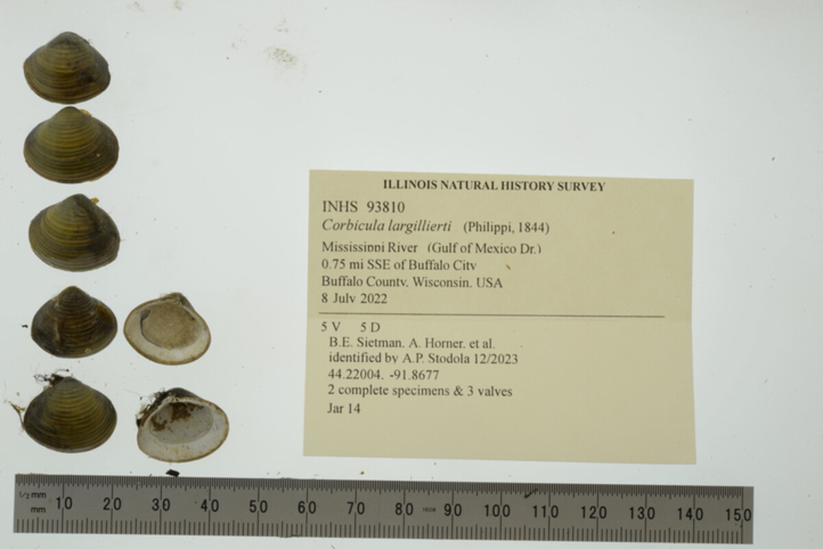 Corbicula image