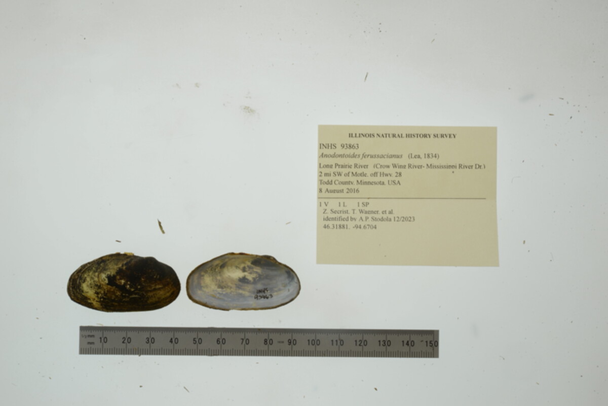 Anodontoides ferussacianus image