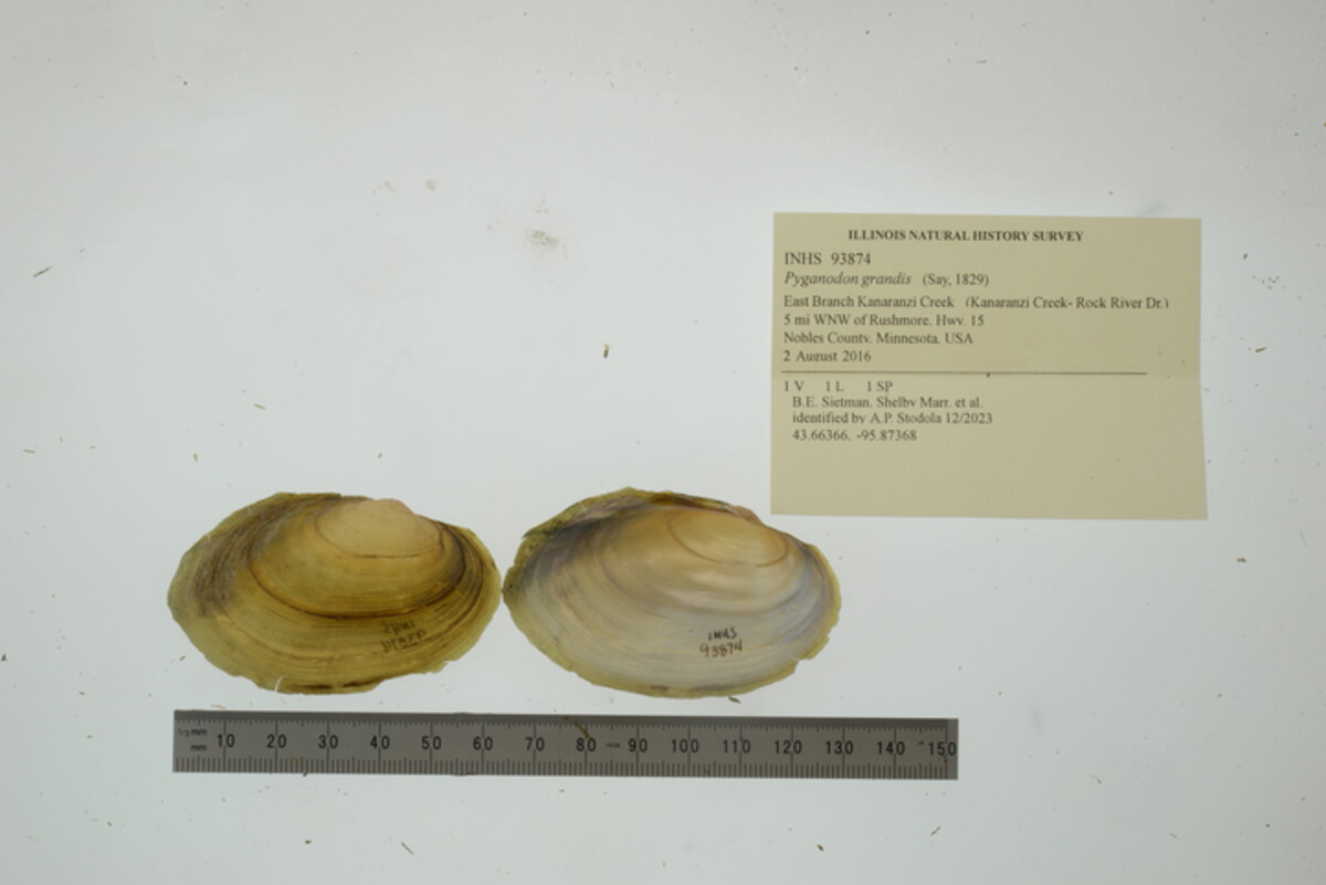 Pyganodon grandis image