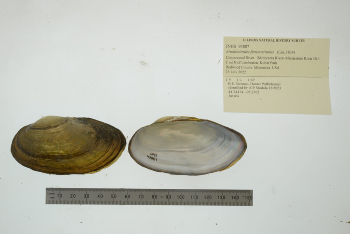 Anodontoides ferussacianus image