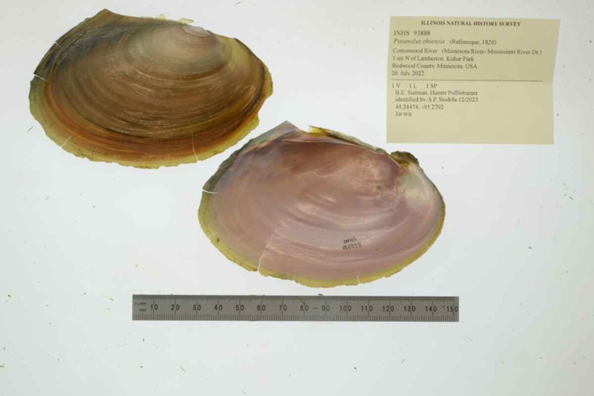 Potamilus image