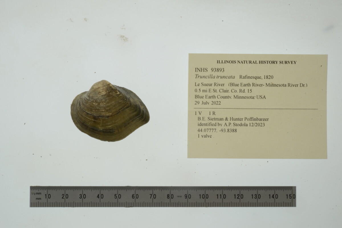 Truncilla truncata image