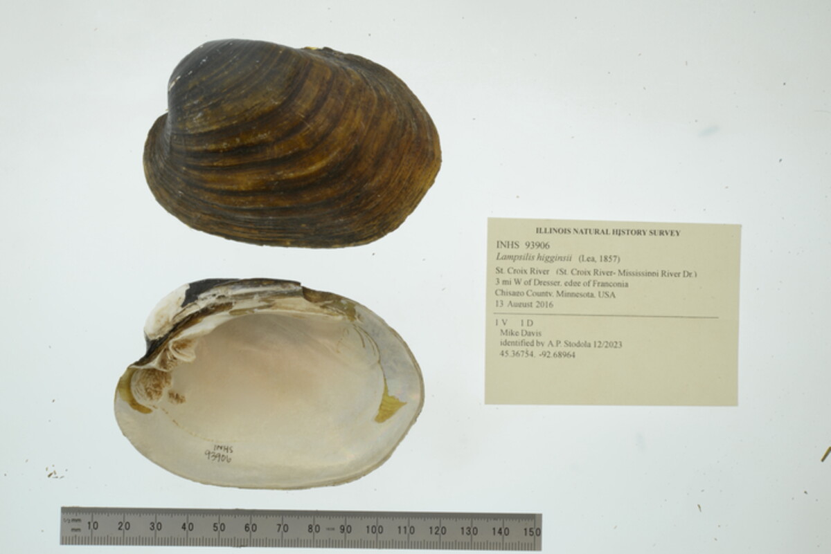 Lampsilis higginsii image