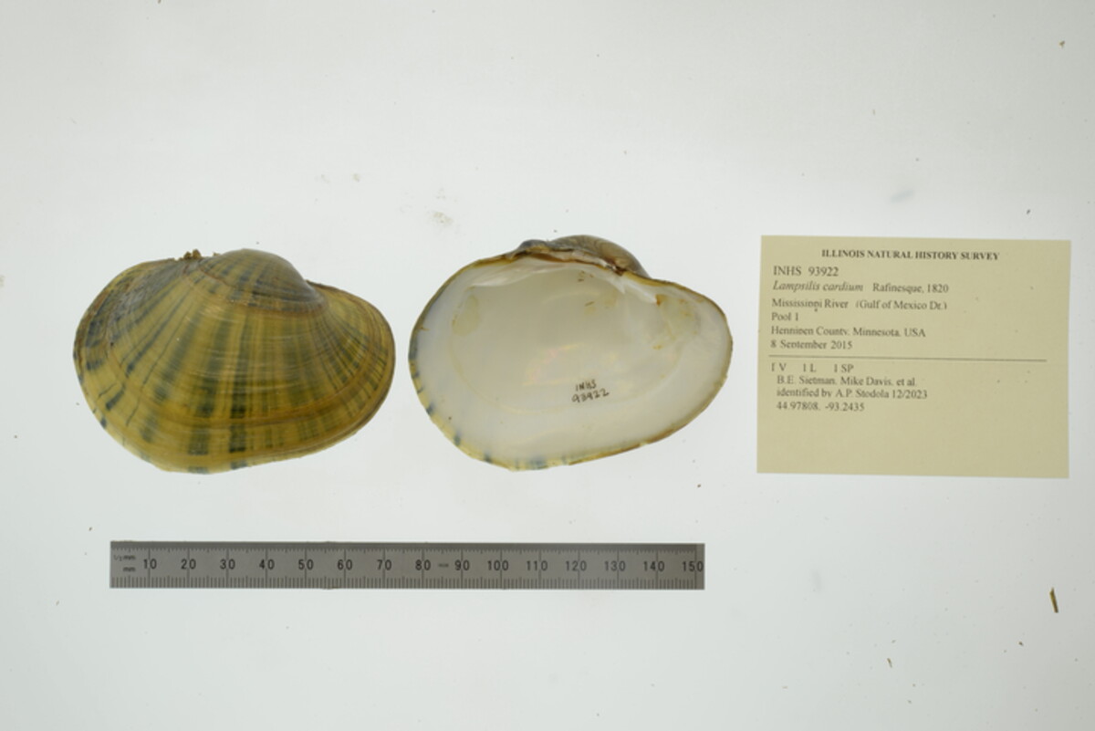 Lampsilis cardium image