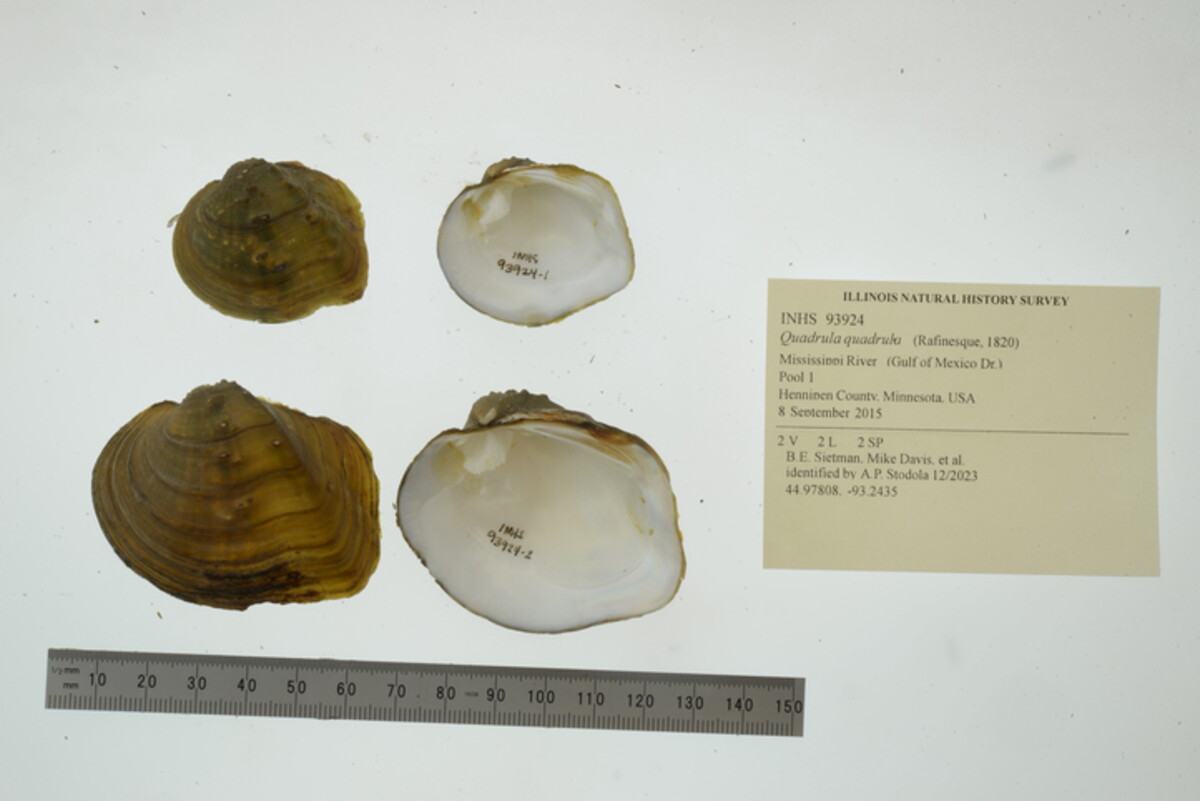 Quadrula quadrula image