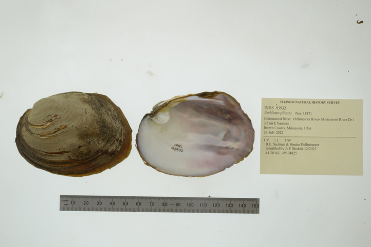 Amblema plicata image