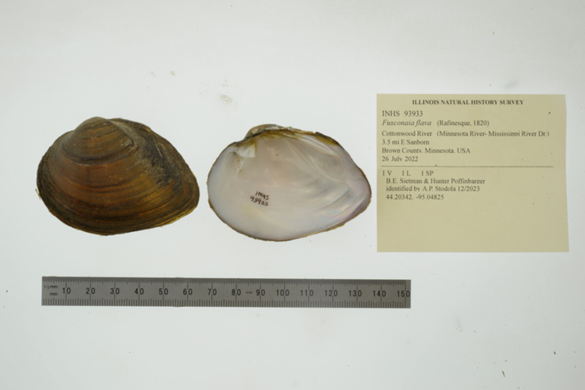 Fusconaia flava image