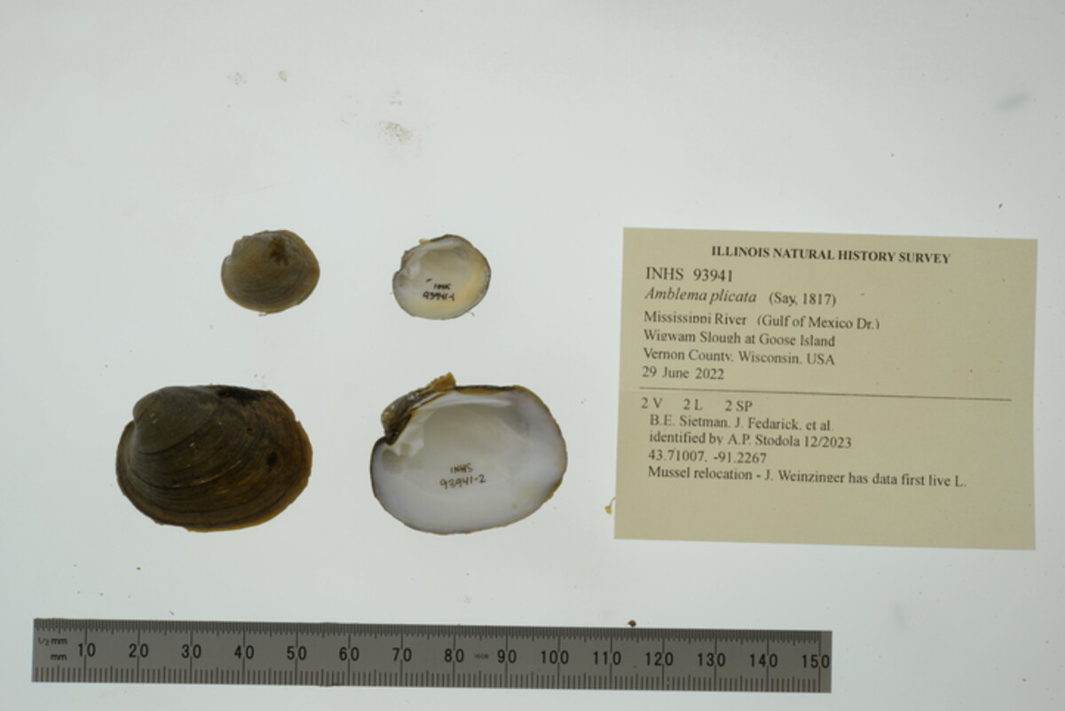 Amblema plicata image