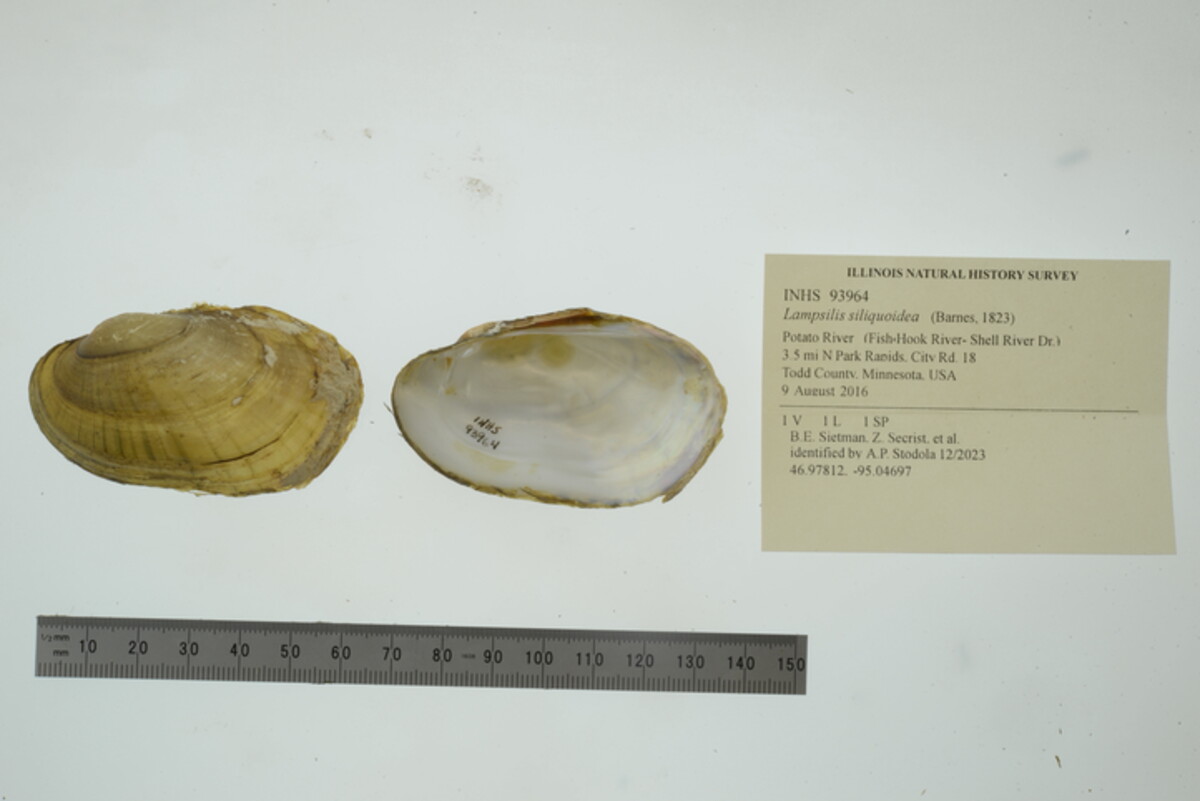 Lampsilis siliquoidea image