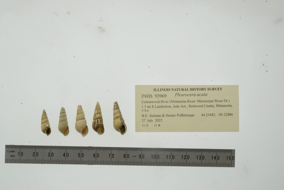 Pleurocera acuta image
