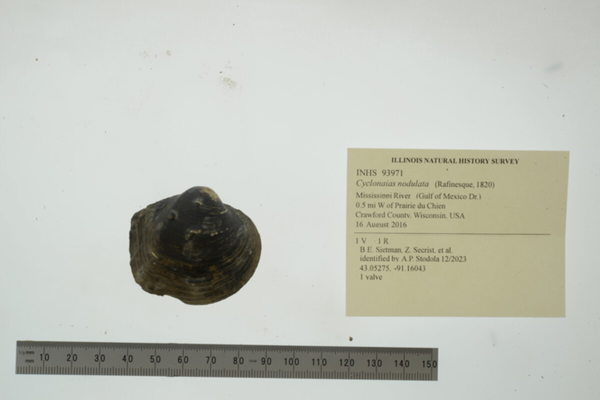 Cyclonaias nodulata image