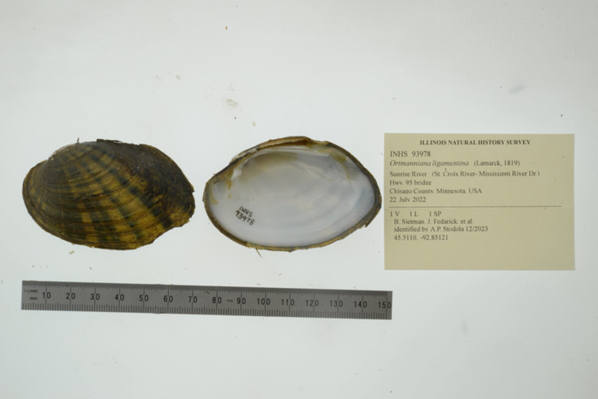 Ortmanniana ligamentina image