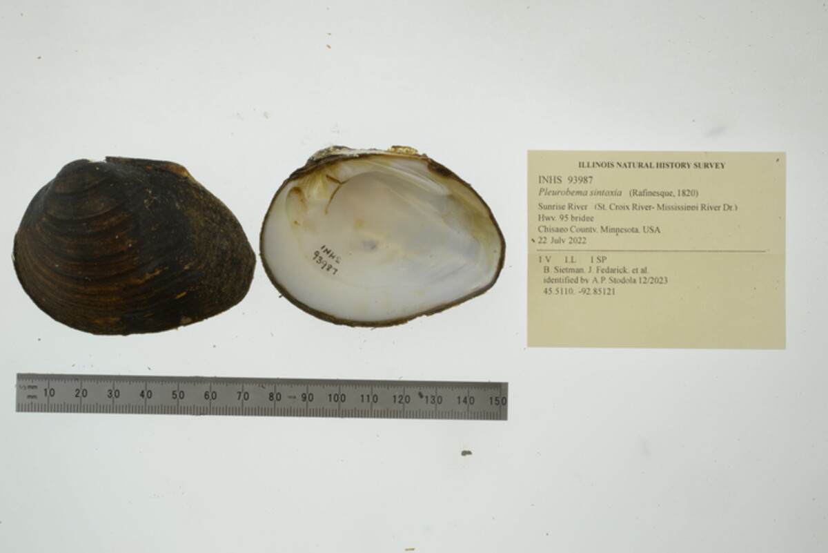 Pleurobema sintoxia image