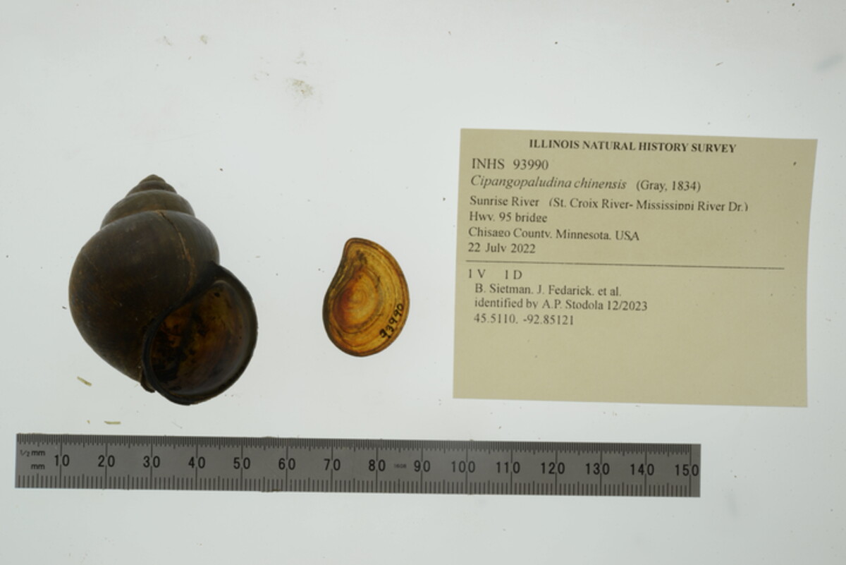 Cipangopaludina chinensis image