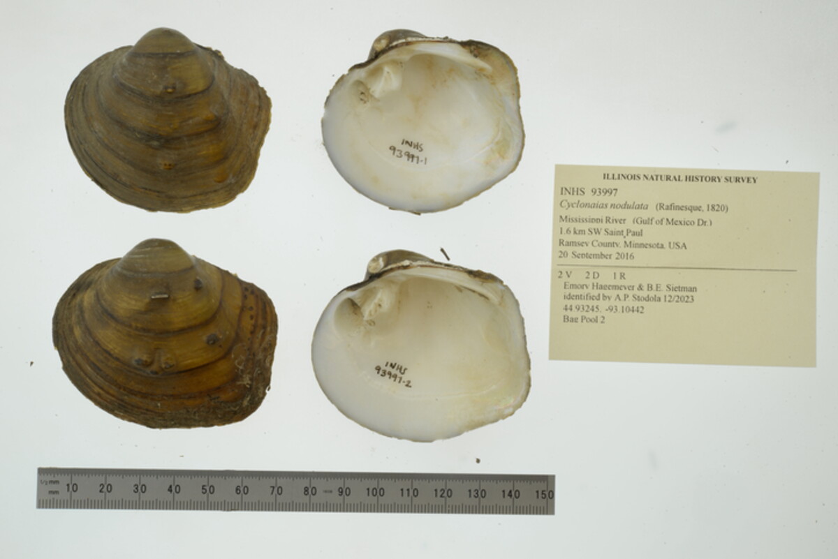 Cyclonaias nodulata image