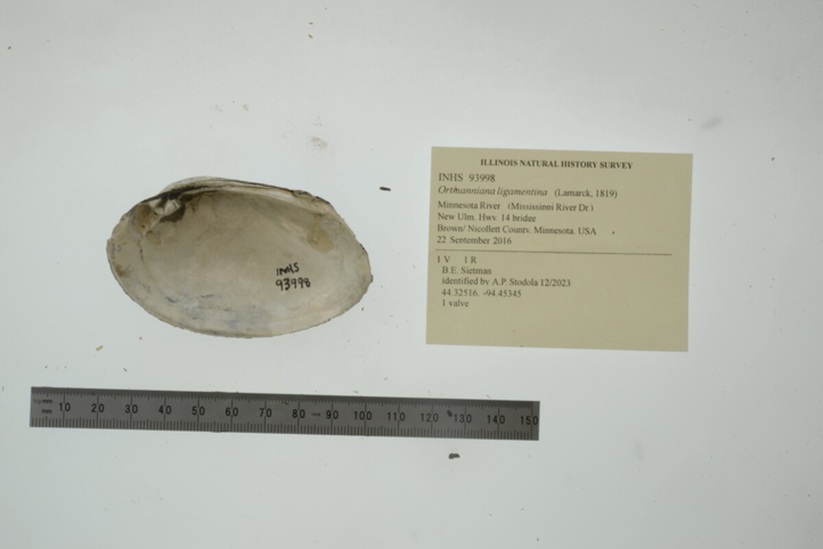 Ortmanniana ligamentina image