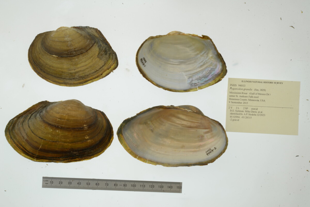 Pyganodon grandis image