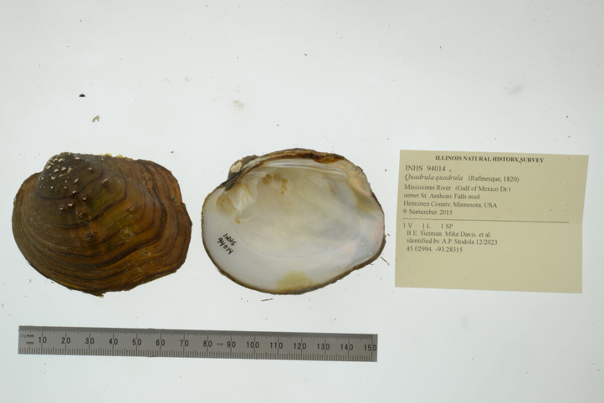 Quadrula quadrula image