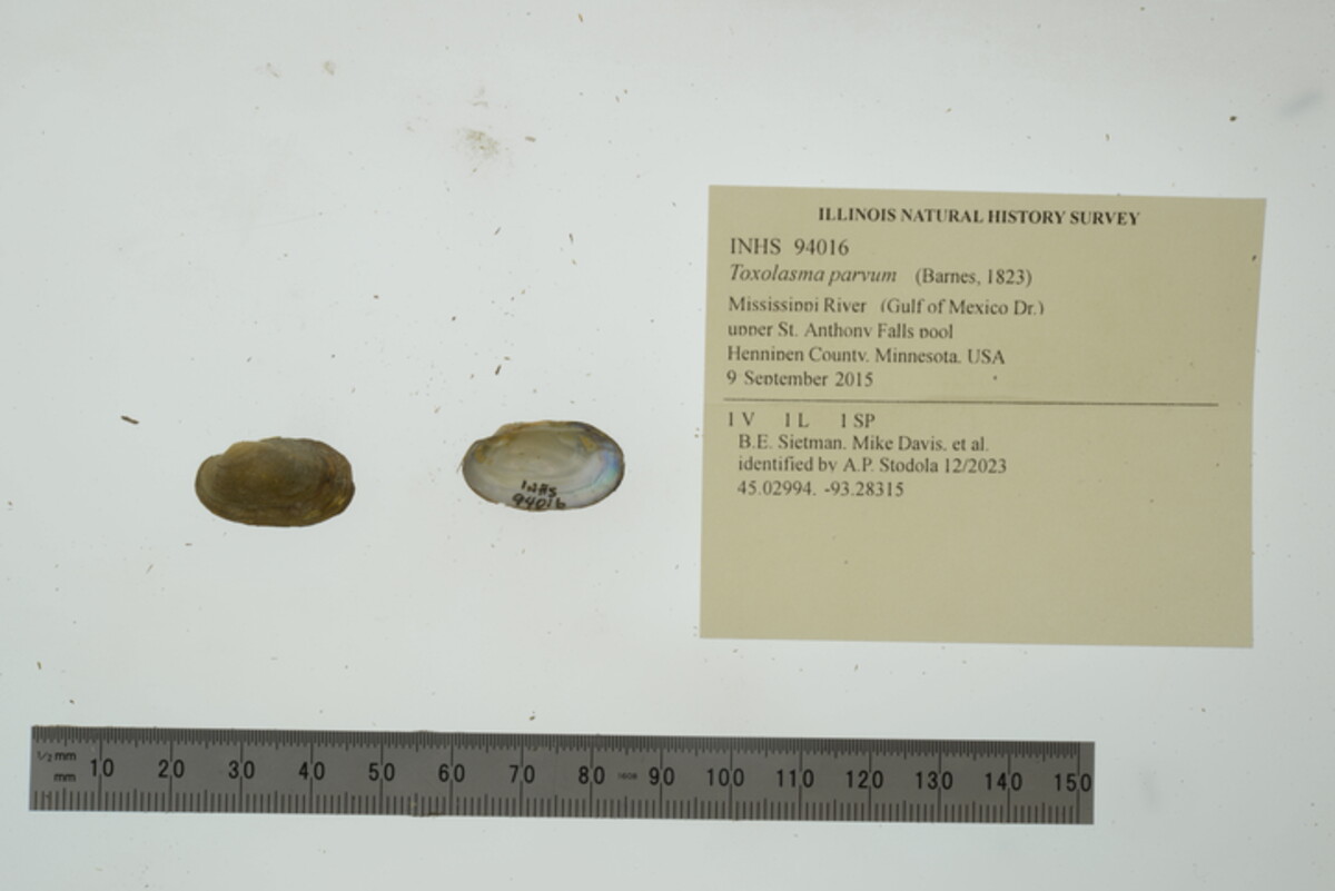 Toxolasma parvum image