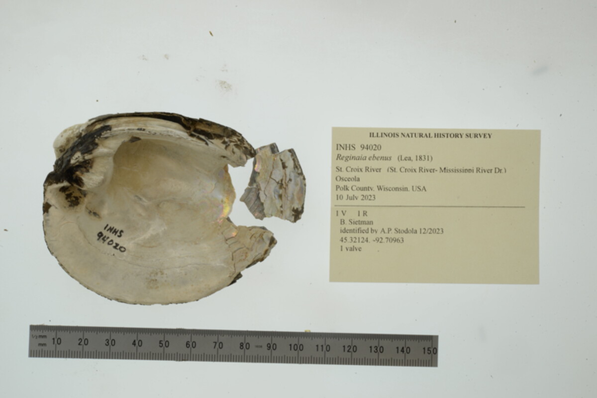 Fusconaia ebena image