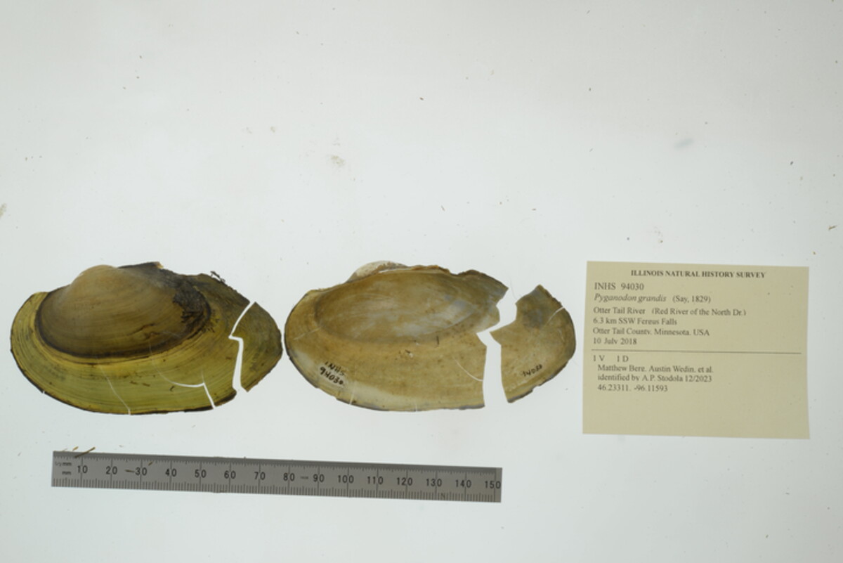 Pyganodon grandis image